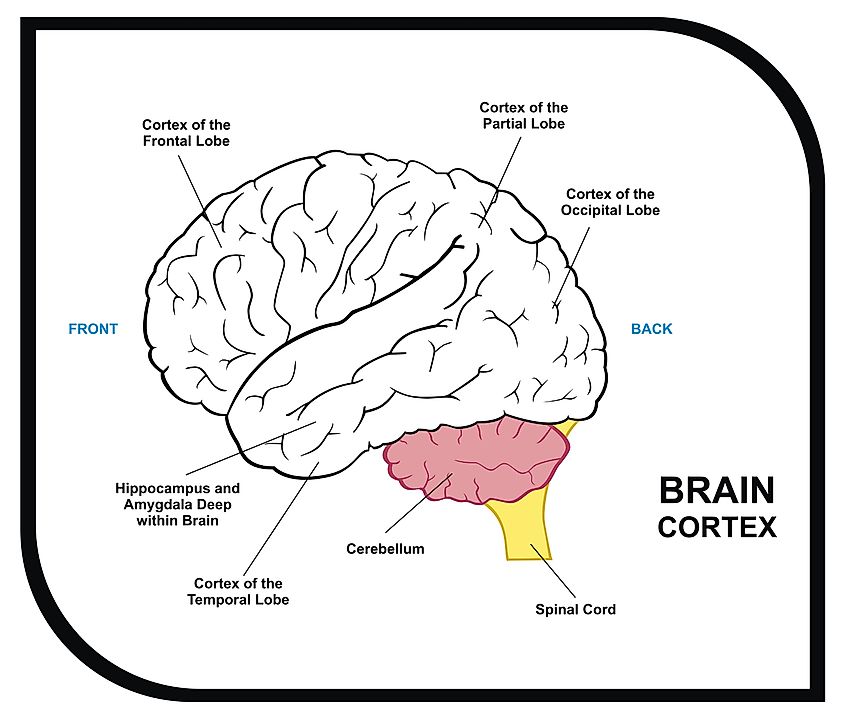 Regions of the brain