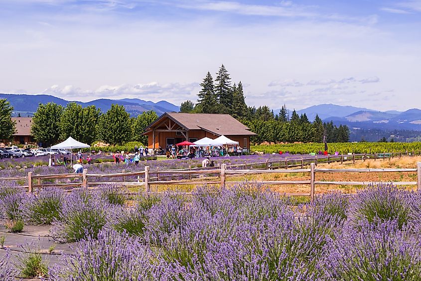 Lavender Farms in Hood River, Oregon. Image credit: Victoria Ditkovsky / Shutterstock.com.