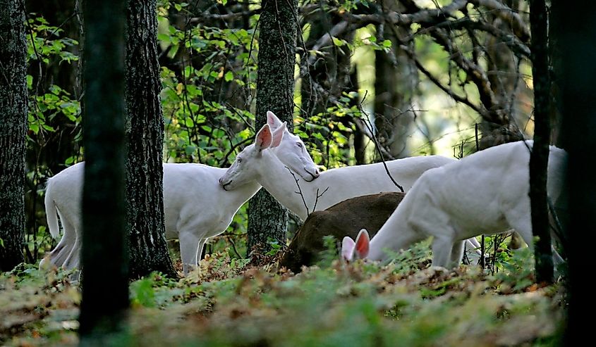 White Deer in the forest in Boulder Junction, Wisconsin.