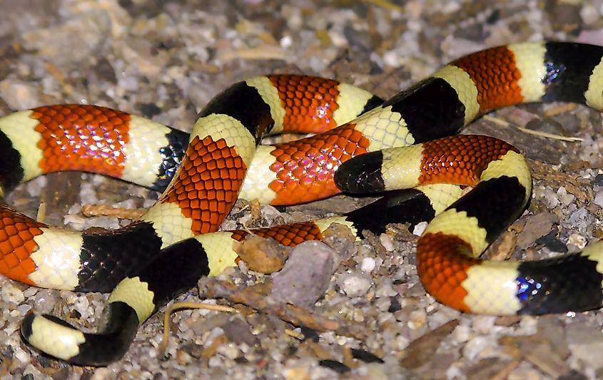 The Arizona coral snake (Micruroides euryxanthus), featuring bright red, yellow, and black bands encircling its slender body.