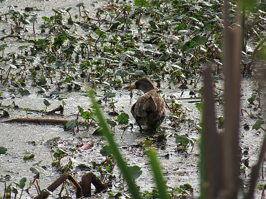A sora at Patoka River National Wildlife Refuge in Indiana.