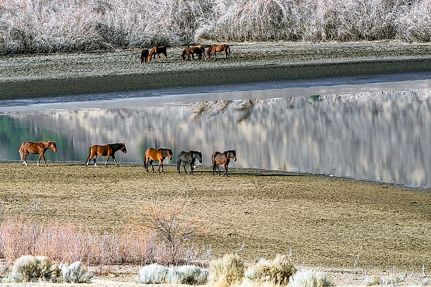Wild Mustang Horses walking along Washoe Lake in Northern Nevada near Reno