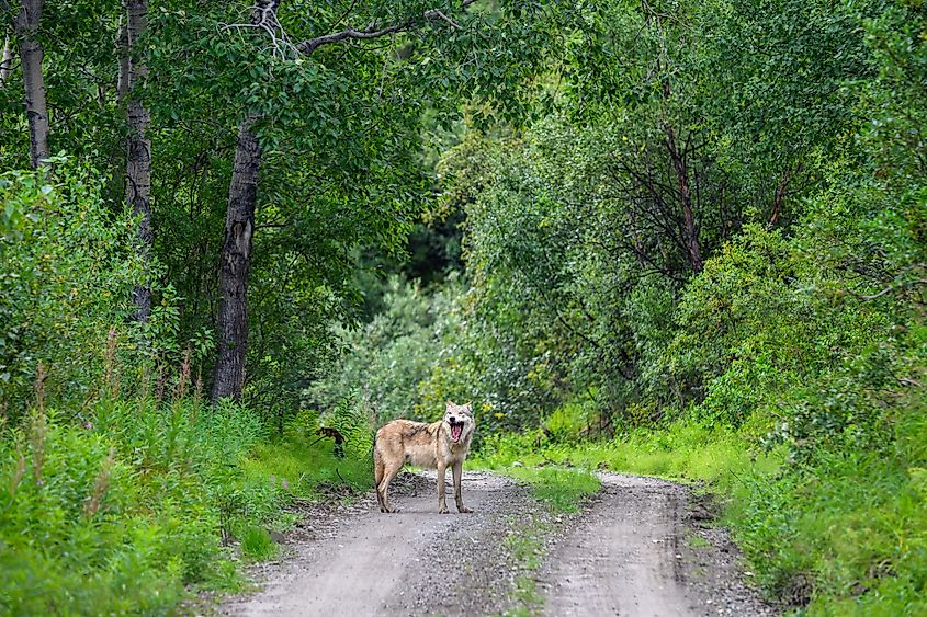 Wolf standing and yawning on the road to the Valley of Ten Thousand Smokes, Katmai National Park, Alaska