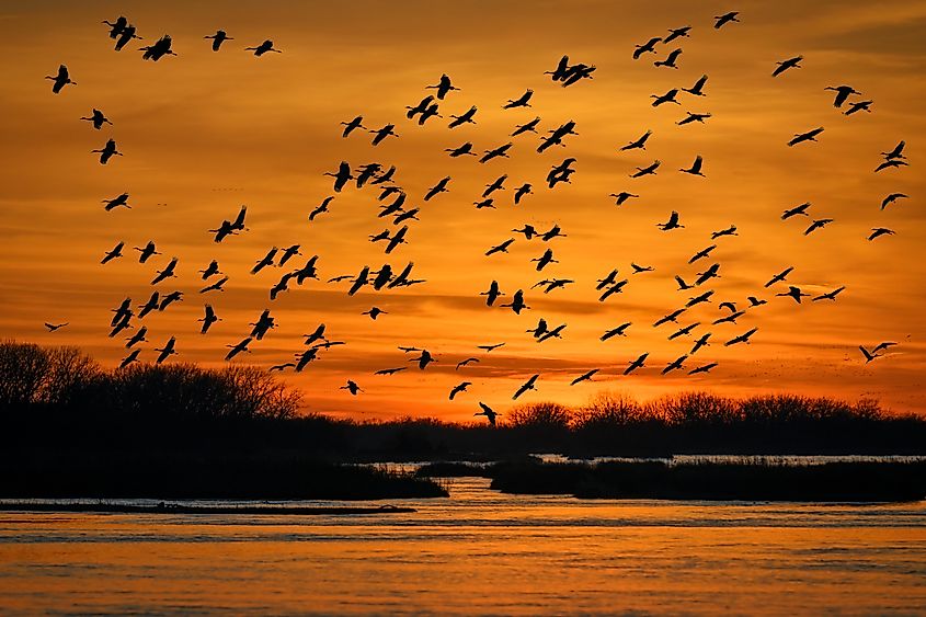 Sandhill Cranes in flight after sunset near Grand Island, Nebraska