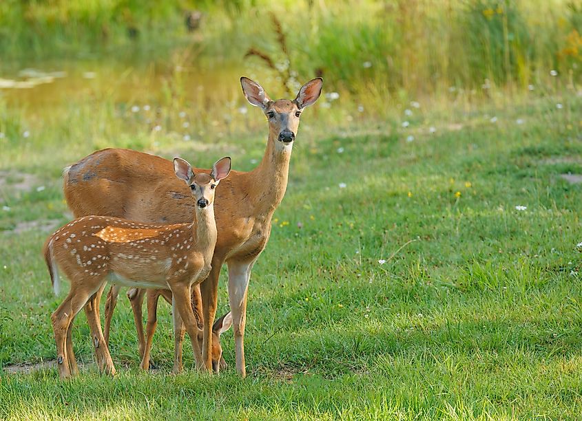 White tailed deer family with twin fawns.