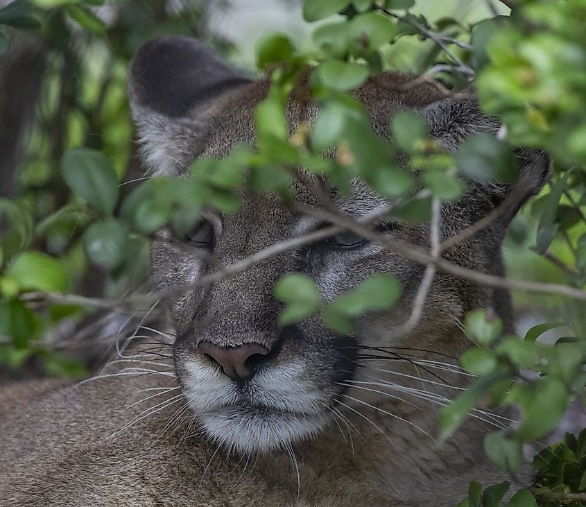 An eastern cougar in its natural habitat.