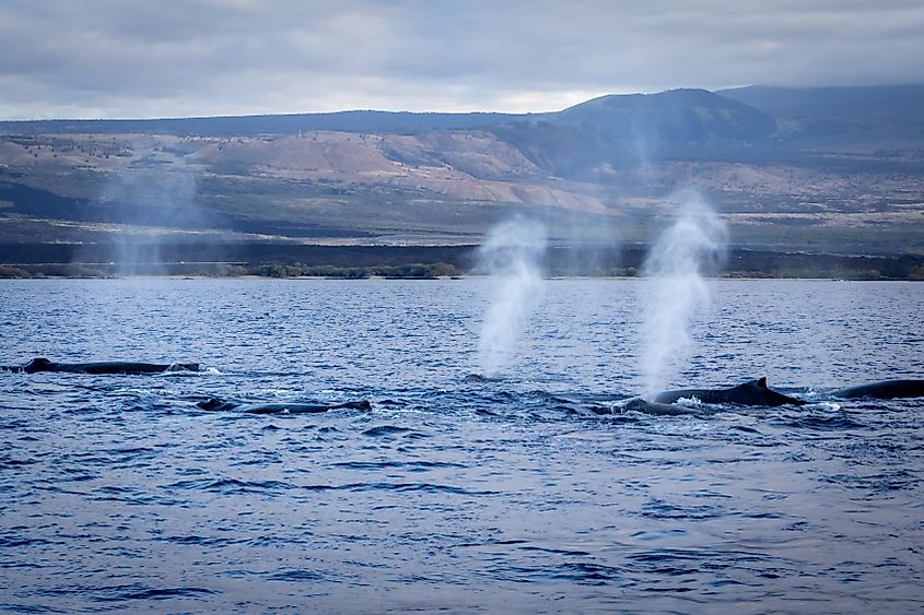 humpback whales off the coast of Puako, Hawaii.