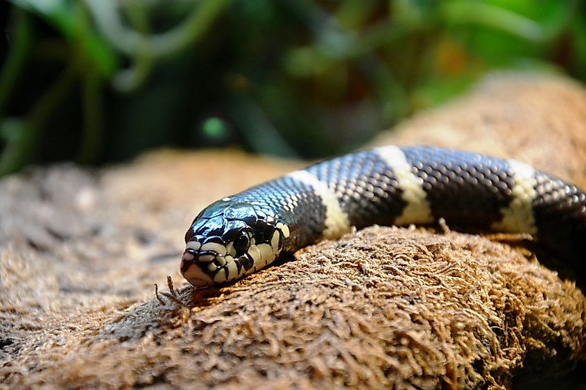 View of a common kingsnake