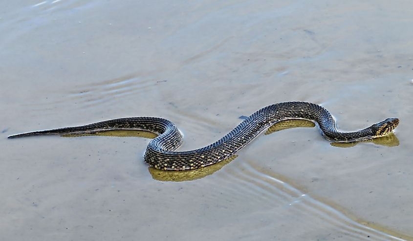 Florida banded watersnake slithering across the wet sand