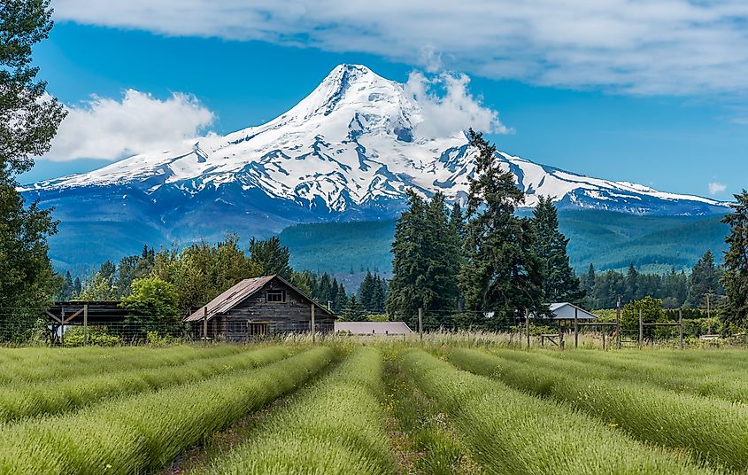 Lavender Valley in Hood River, Oregon with Mount Hood in the background