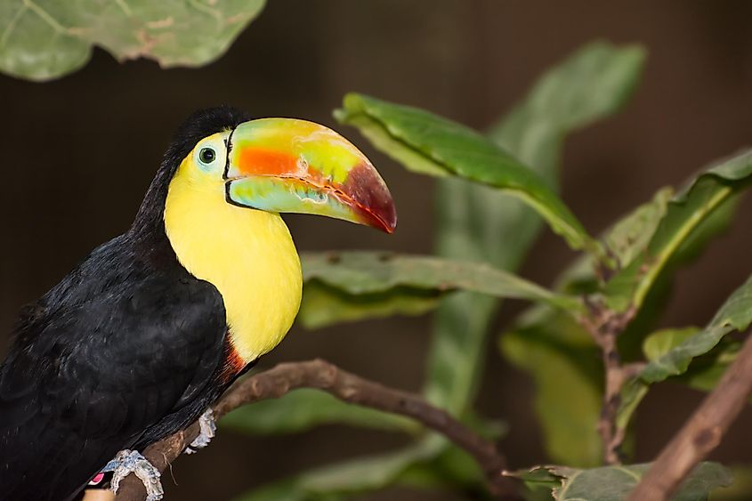 A keel-billed toucan in the Beardsley Zoo, Connecticut.