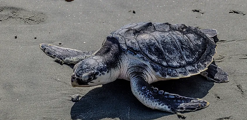 A Kemp's ridley sea turtle being released back into the wild.