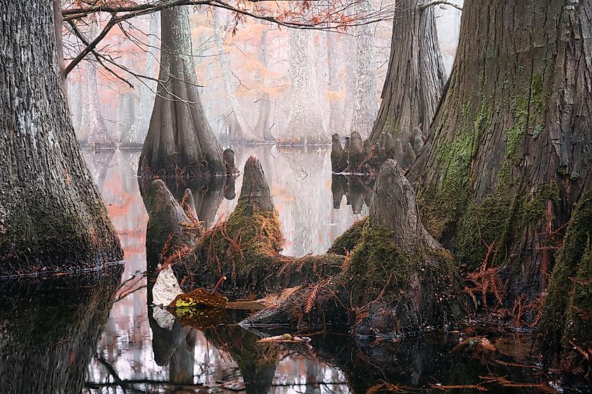 Bald cypress trees in autumn with rusty-colored foliage and Nyssa aquatica water tupelo, their reflections in lake water. Chicot State Park, Louisiana, USA.