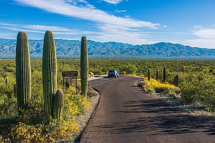 The beautiful Saguaro National Park in Arizona.