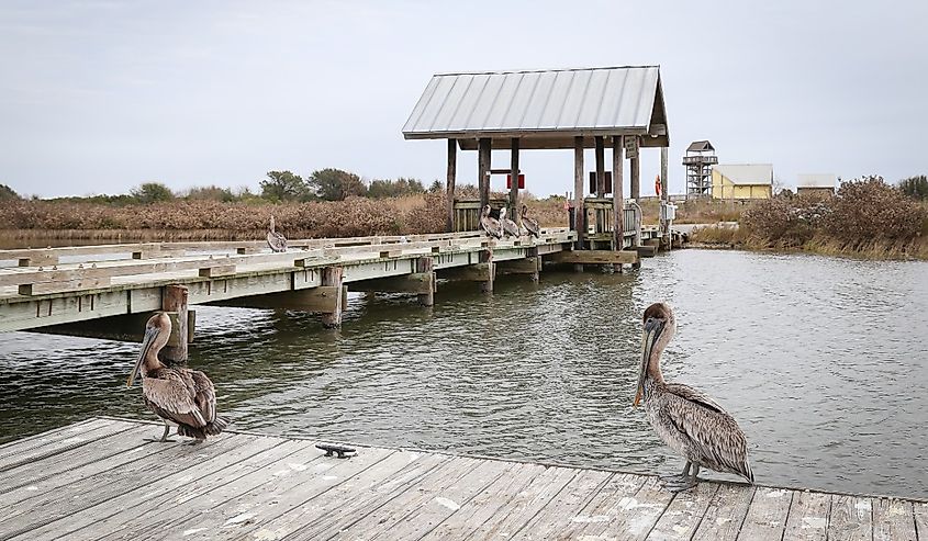 Brown pelicans stand on the fishing dock at Grand Isle State Park.