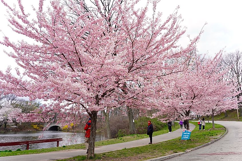 Cherry blossoms in Branch Brook Park in Forest Hill, Newark, New Jersey
