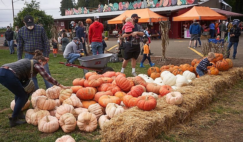 Annual pumpkin patch in the Fir Point Farms in Aurora, Oregon.