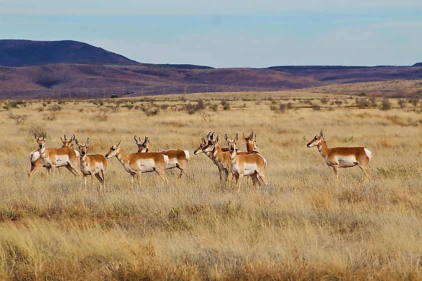 A Small Herd of Pronghorns West of Alpine in Southwest Texas