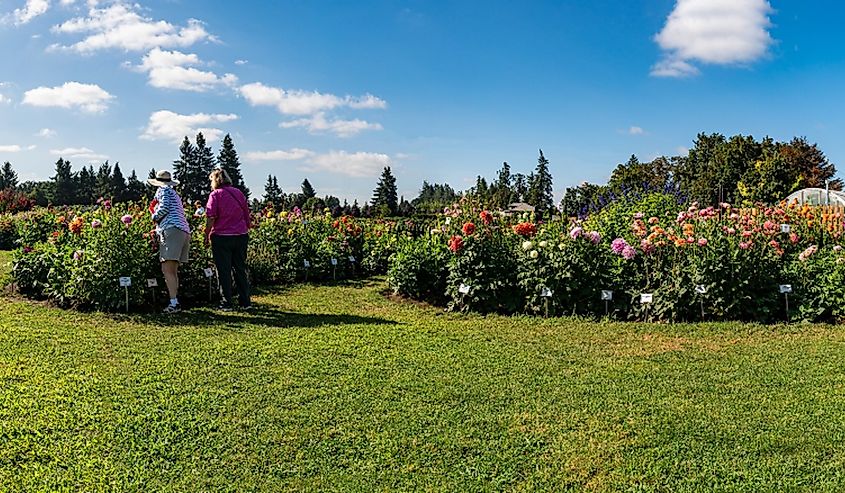 People walking around beautiful dahlia flowers in summer bloom in Canby, Oregon.