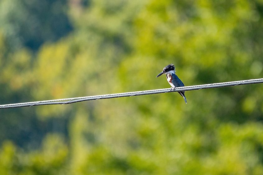 Belted kingfisher (Megaceryle alcyon) looking for food at Schermerhorn Park in Galena, Kansas