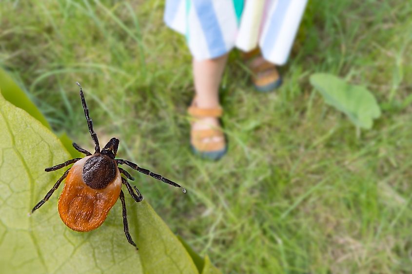 Dangerous deer tick in summer.