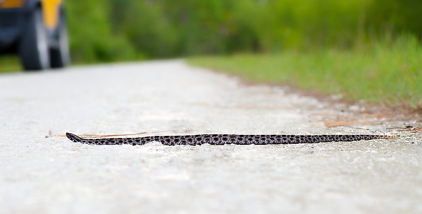 Pygmy rattlesnake crossing the road.