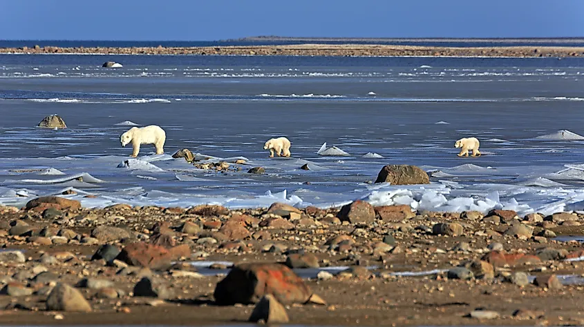 The shore of Hudson Bay in northern Canada.