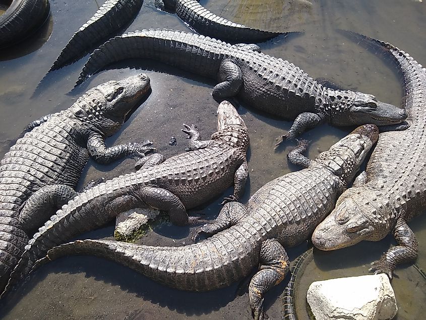 Group of Alligators laying in the sun
