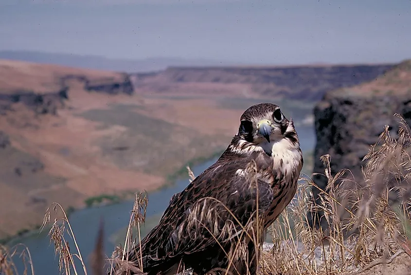 Prairie Falcon at Morely Nelson Snake River Birds of Prey National Conservation Area.