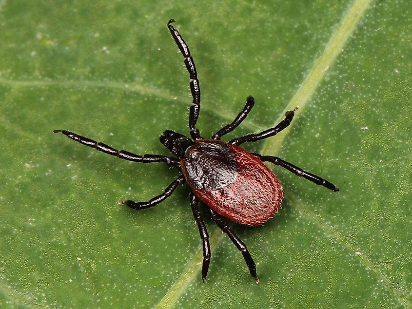 Close-up of a Western black-legged tick (Ixodes pacificus).