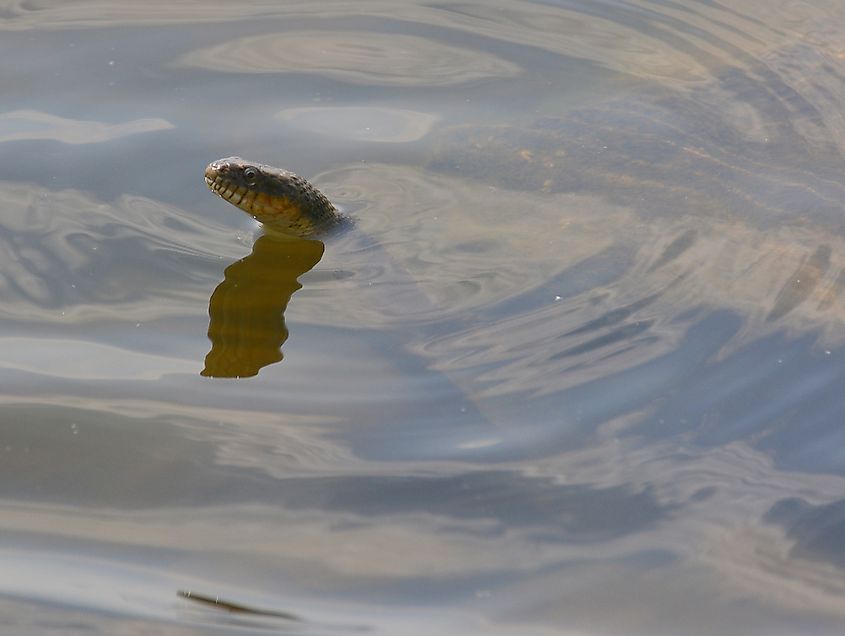 Banded Water Snake hunting for food