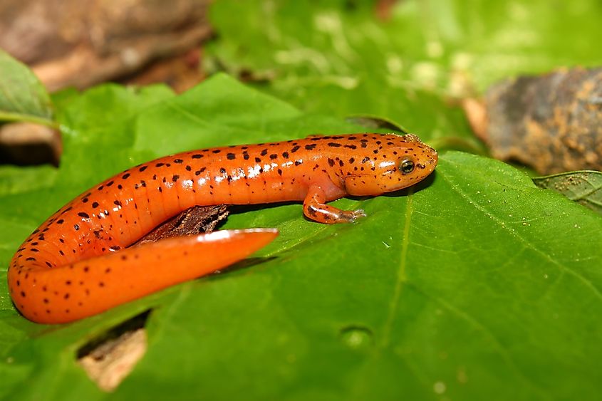 A red salamander in Huntsville, Alabama.