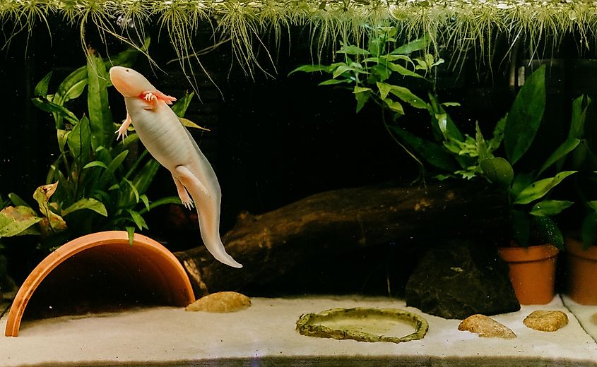 Pink axolotl swimming around in a natural planted freshwater tank.