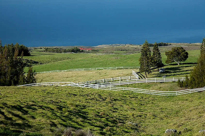 Rolling green pastureland with white fences overlooks the ocean on the northern side of Hawaii’s Big Island.
