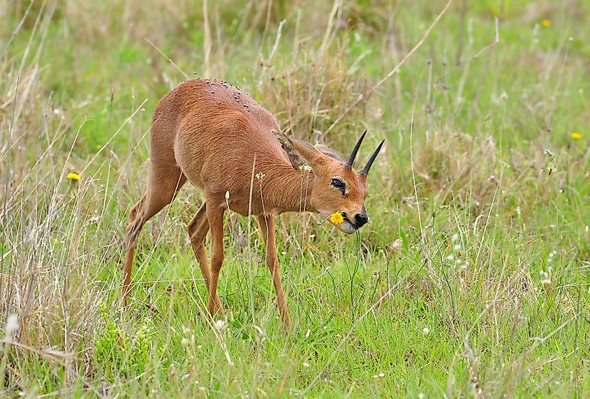 Cape grysbok grazing in a green field.