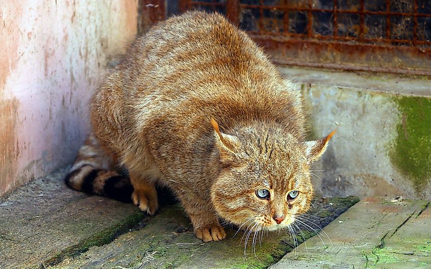 The Ten Species Of Small Wild Cats Found In Asia Worldatlas