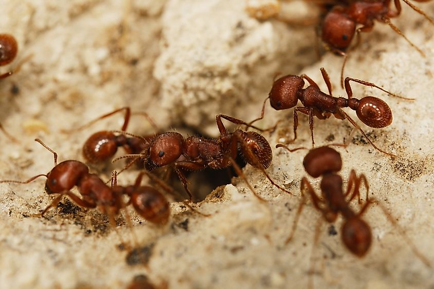 Closeup of fire ants in a hole in the ground in Texas
