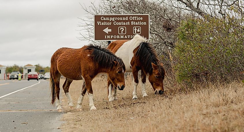 Ponies on Assateague Island Maryland