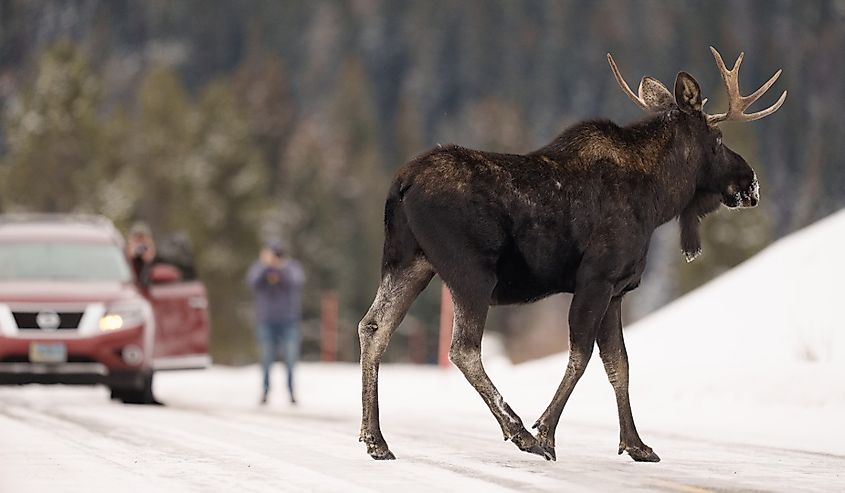 Moose walking across the road with people in Gardiner, Montana.