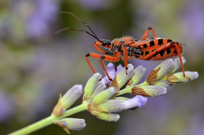 Assassin bug