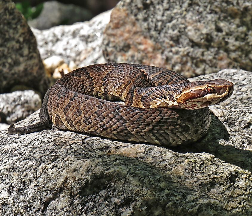 An eastern cottonmouth on a rock.