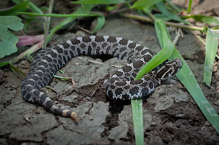 An eastern massasauga rattlesnake.