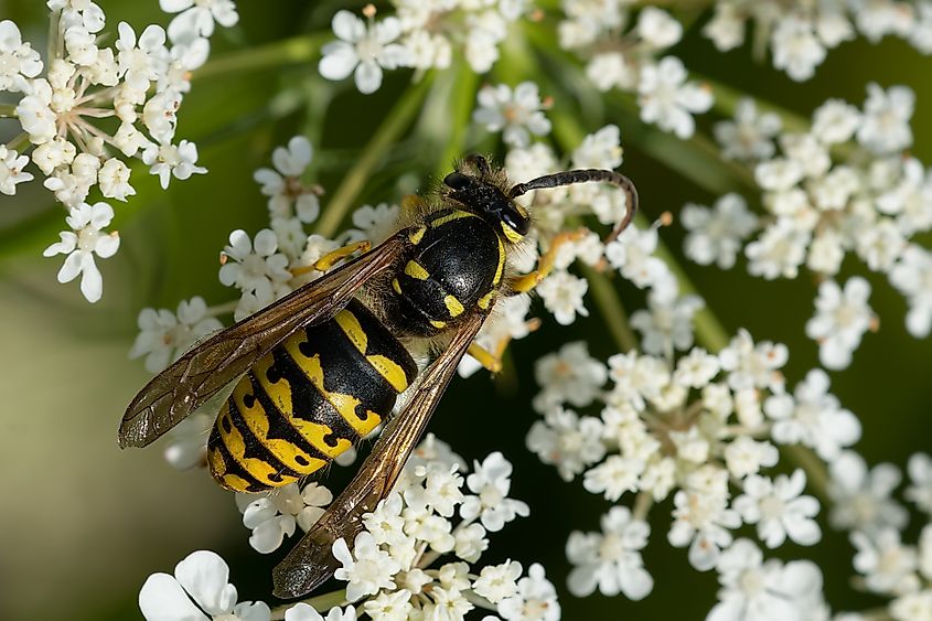 Common aerial yellowjacket