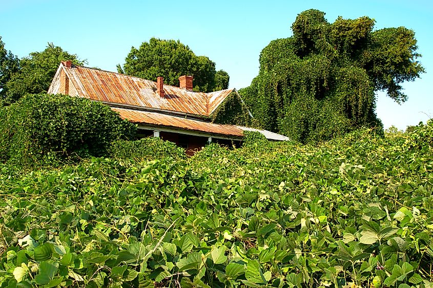 Kudzu, an invasive vine first introduced to stabilize railroad embankments, is invasive across the southern United States. can engulf a property in a single growing season.