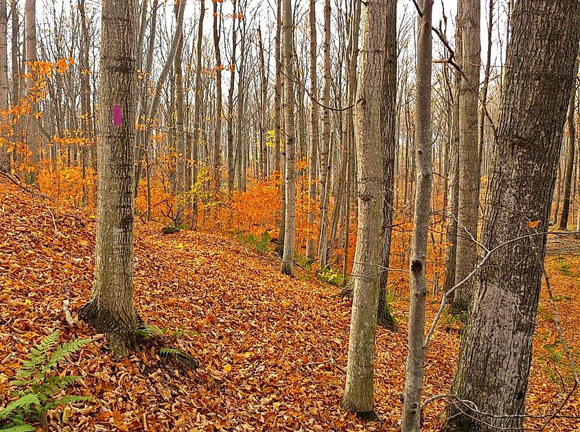 A peaceful scene at Pete's Woods, part of the Arcadia Dunes Nature Preserve.