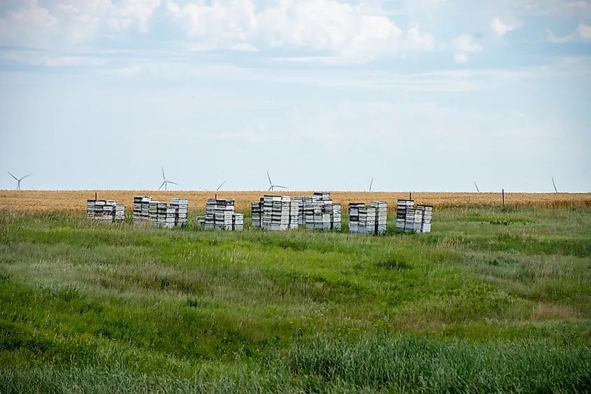 Bee boxes in rural North Dakota
