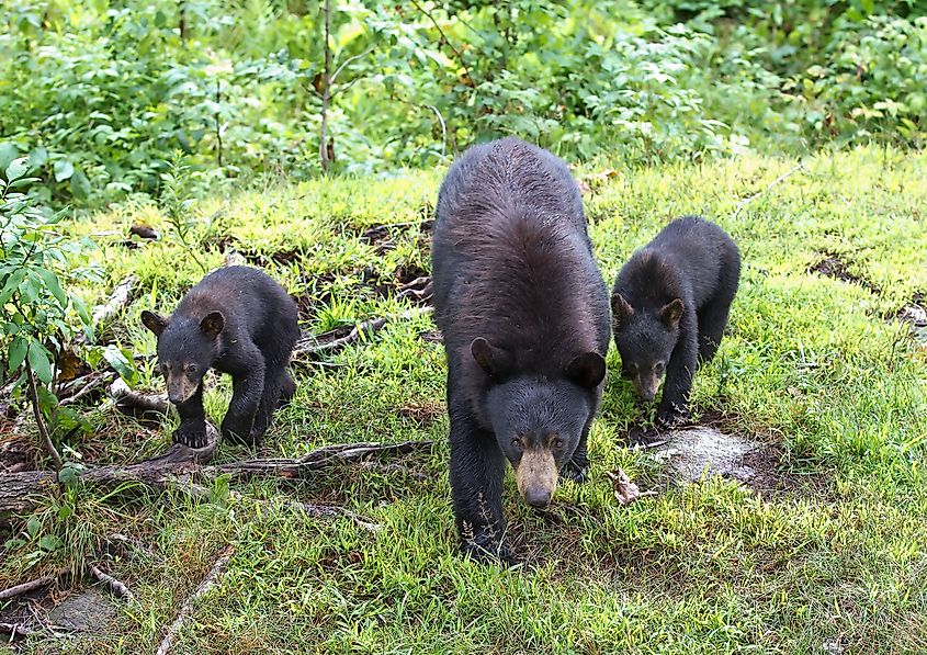 Black bear with her cubs