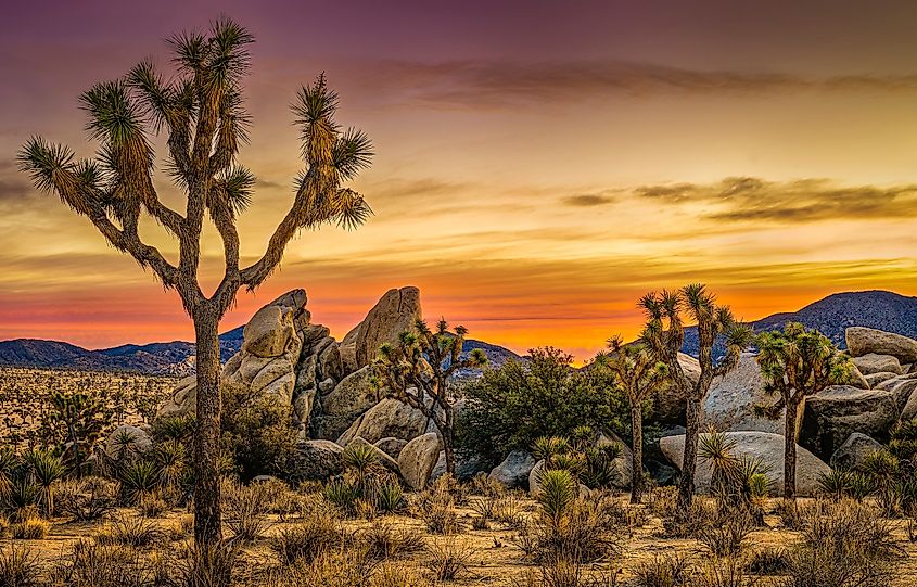 Beautiful landscape of Joshua tree National Park