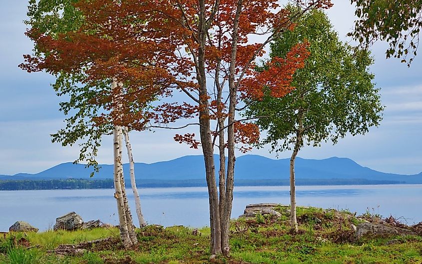 Small group of trees with some fall colors on a rocky shoreline along Moosehead Lake in Rockwood, Maine with a mountain range in view on the other side of the lake.