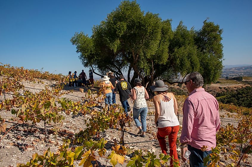 Visitors exploring the vineyards in Paso Robles. Editorial credit: Robert V Schwemmer / Shutterstock.com.